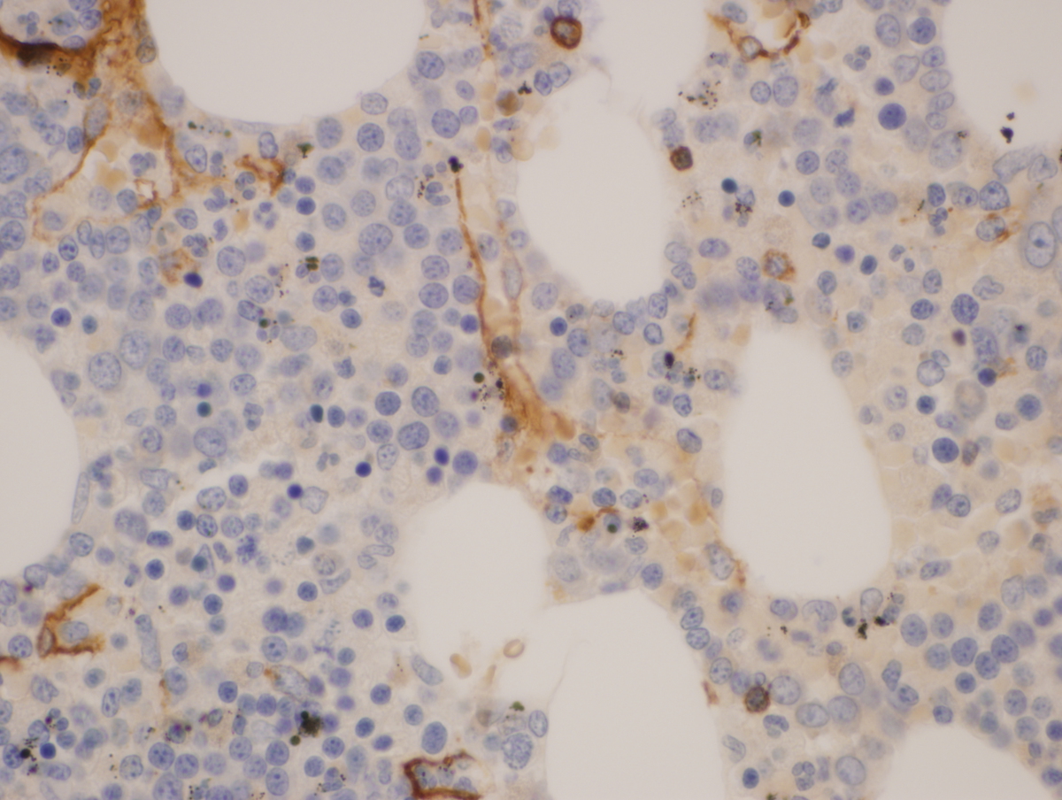 CD34